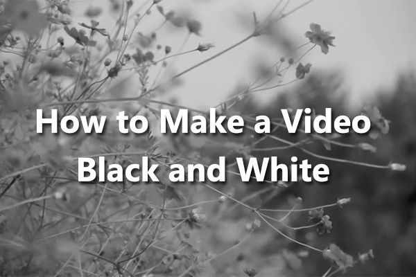 How to Make a Video Black and White on Your Computer & Phone