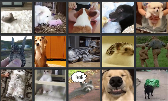 CUTENESS OVERLOAD. Puppies gif, Cute puppies, Cute puppy videos
